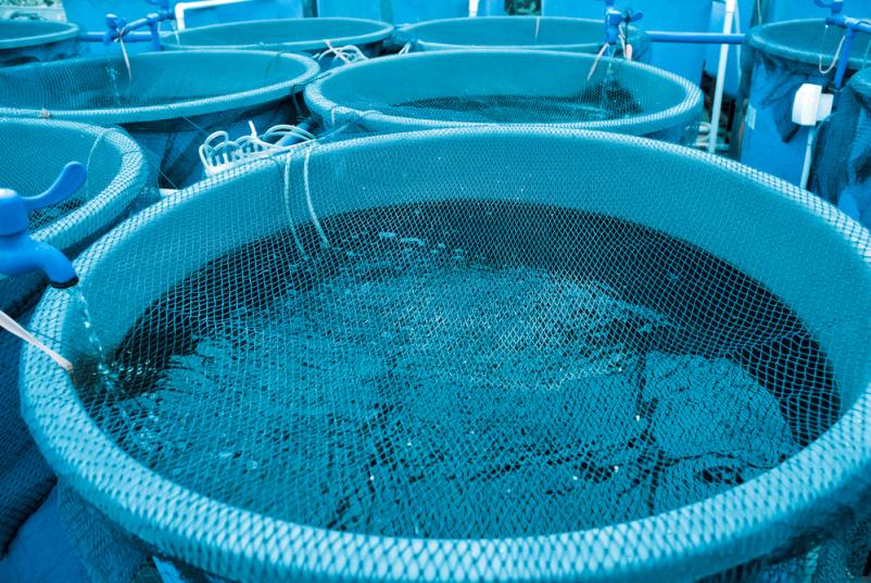 Ribogojnica Ravne na Koroškem