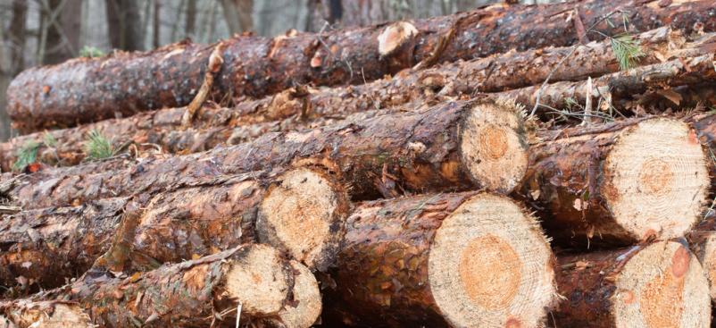 Poceni prevoz, odkup in prodaja hlodovine Notranjsko-Kraška