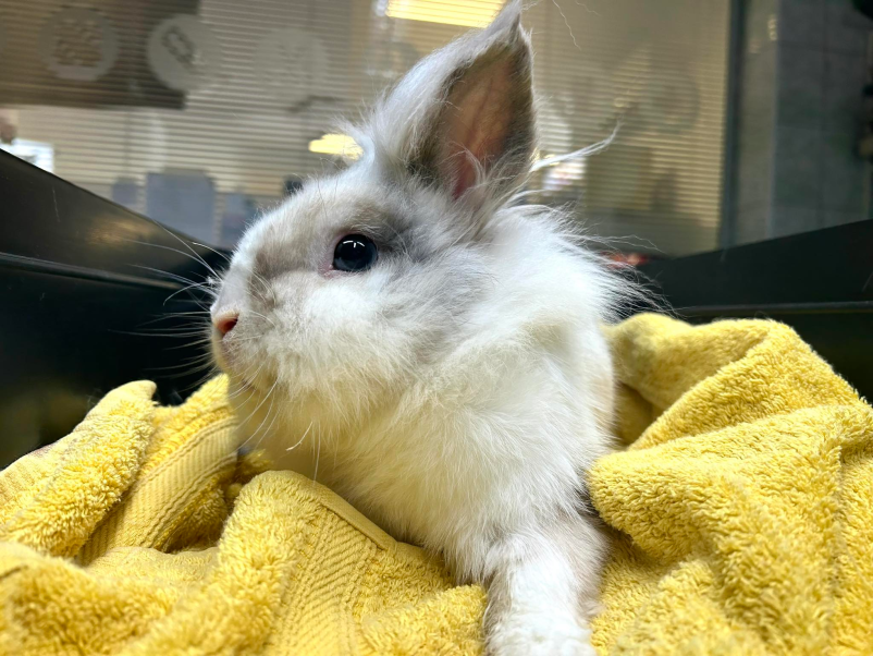 Veterinarske storitve Pomurje, top ponudba