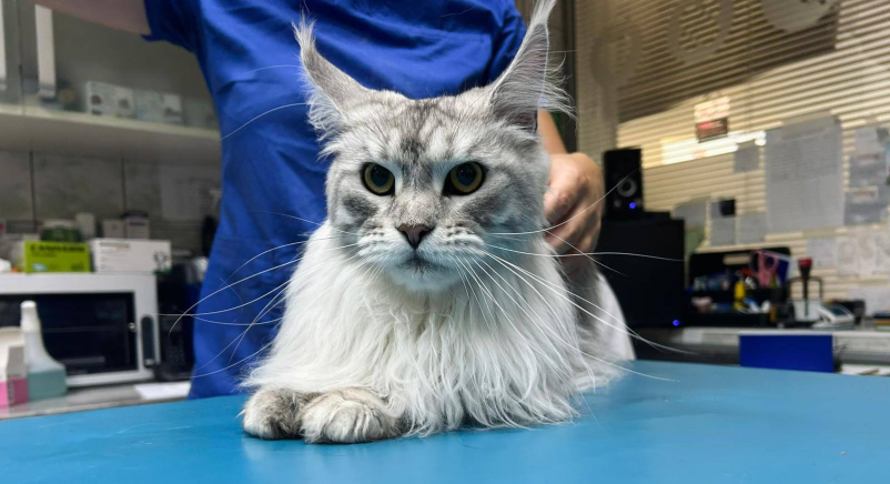 Za več informacij glede veterinarskih storitev v Pomurju nas kontaktirajte