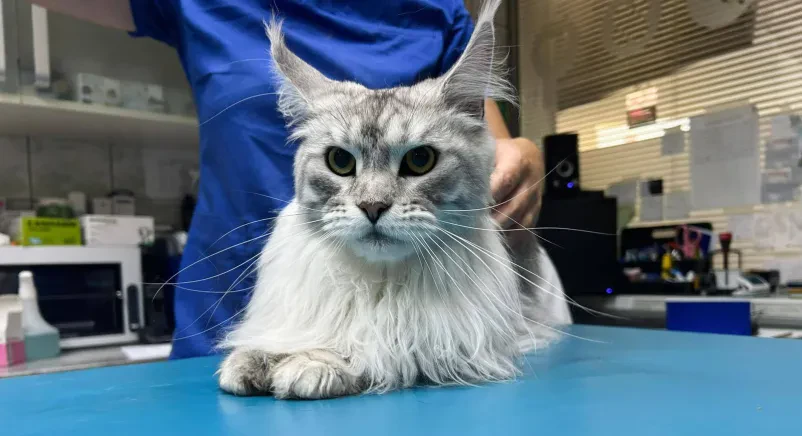 Za več informacij glede veterinarskih storitev v Pomurju nas kontaktirajte