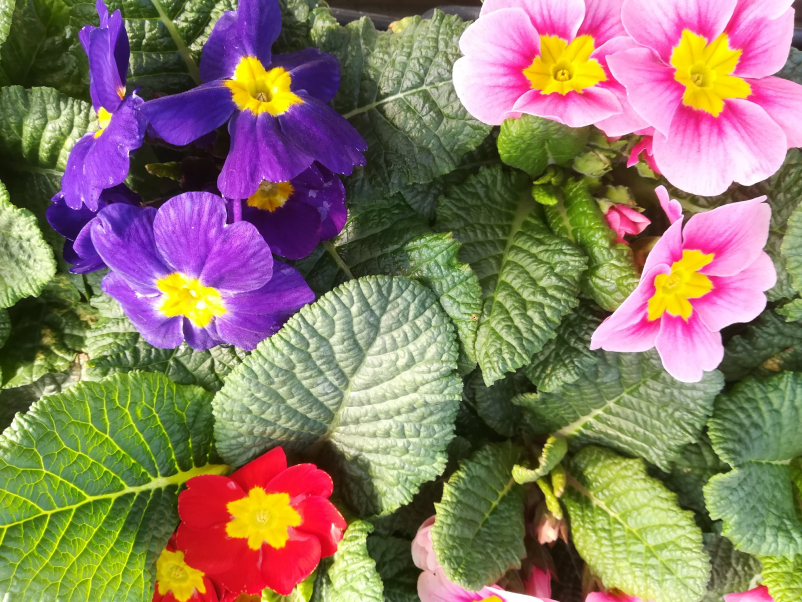 Urejanje zelenic, obrezovanje dreves