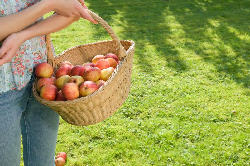 Prodaja jabolk Podravska