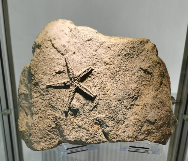 Mednarodni dnevi mineralov, fosilov in okolja, Minfos, razstave in sejem