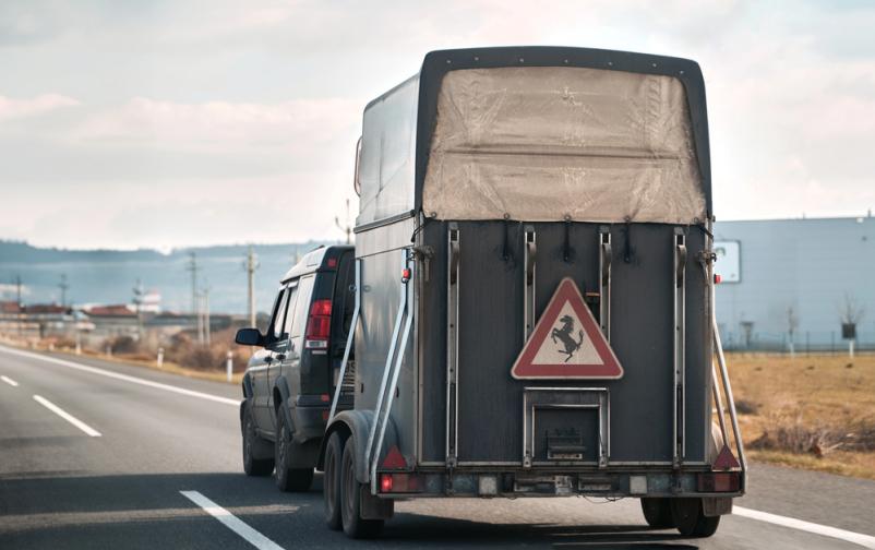 Profesionalen ugoden prevoz športnih konjev v tujino Savinjska Slovenija