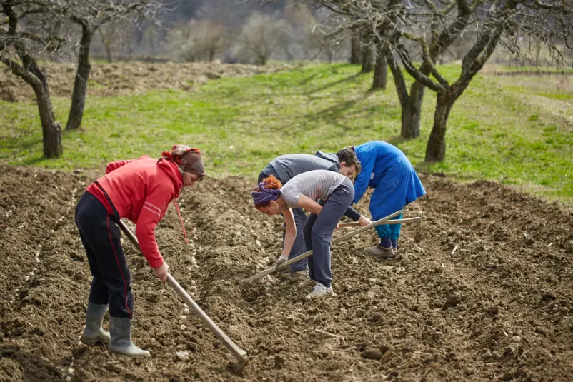 Organizacija pašnje krav in konjev na Gorenjskem
