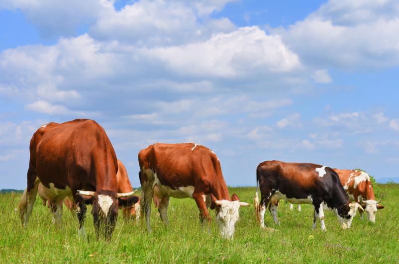 Urejanje in vzdrževanje kmetijskih površin, agrarna skupnost Gorenjska