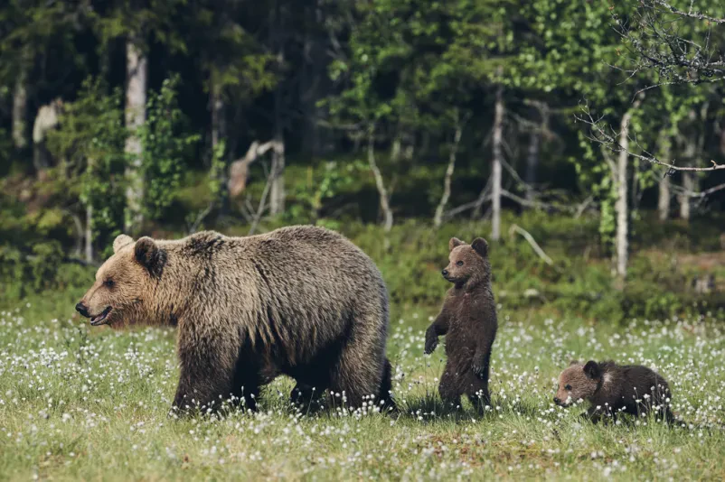 Bear watching Notranjska