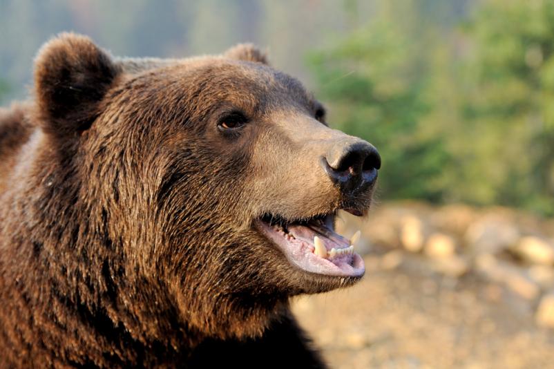 Organized bear-watching trip