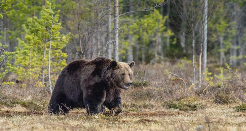 Looking to see a bear close-up?