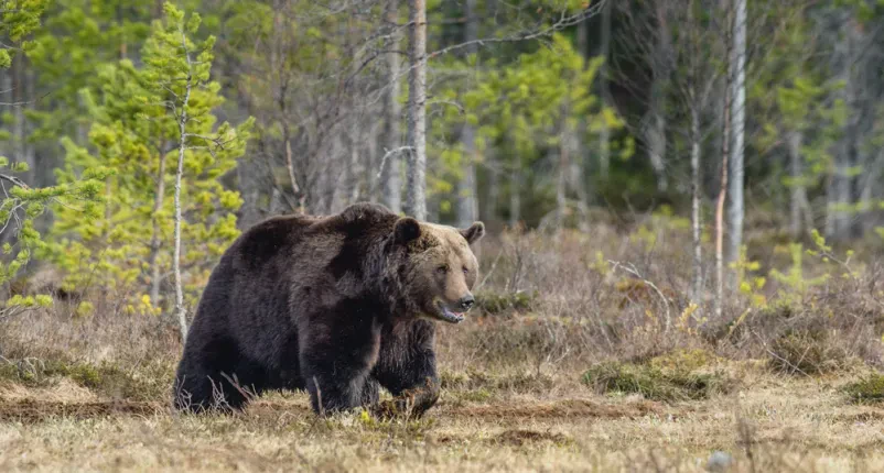 Looking to see a bear close-up?