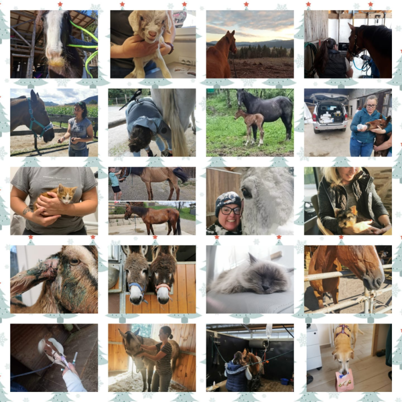 Veterinar za konje Osrednja Slovenija, Goriška