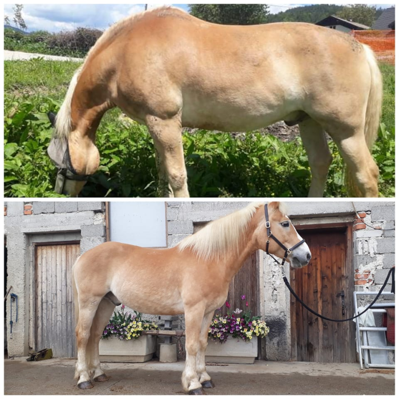 Dežurna veterina za konje Ljubljana