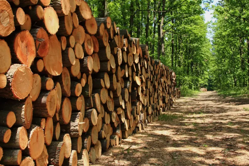 Konkurenčen odkup in prodaja rezanega lesa Slovenija