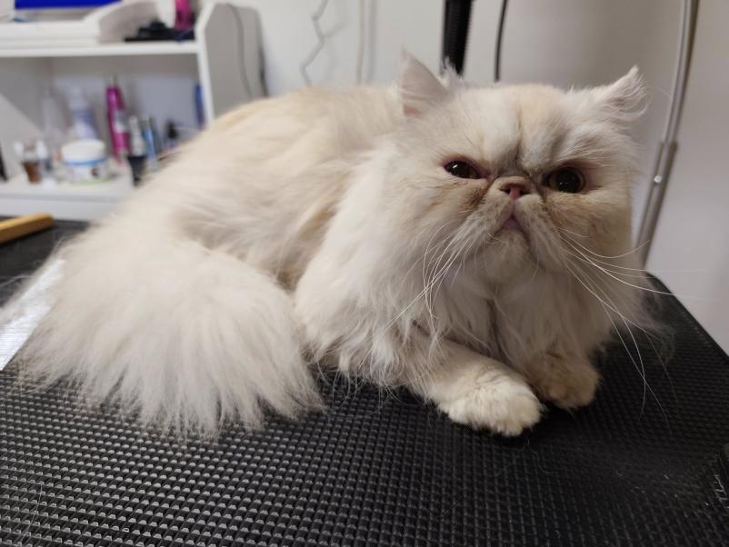 Pasji in mačji salon Vrhnika z okolico, Osrednja Slovenija