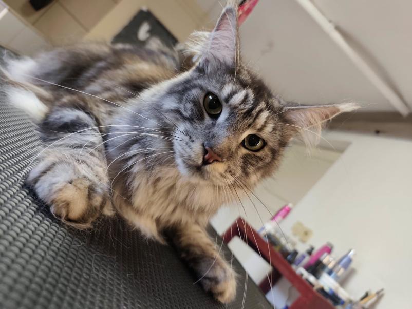 Salon za male živali Vrhnika