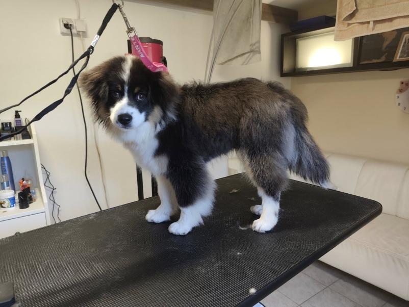 Nega psov in mačk Osrednja Slovenija