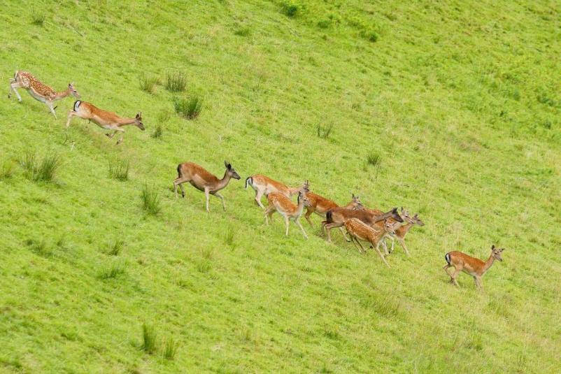 Wellness za dva Zreče