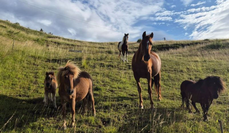 Rojstno dnevna praznovanja na kmetiji v Savinjski