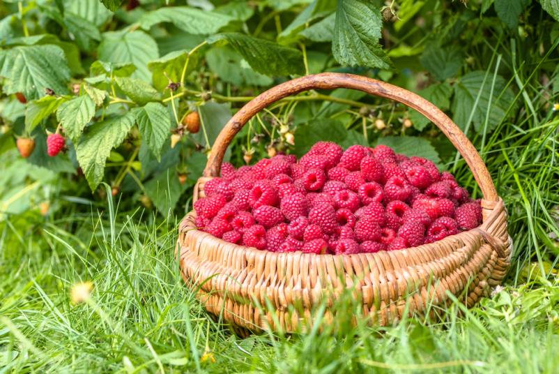 Dostava svežega sadja Ljubljana