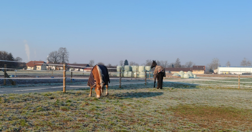 Fizioterapija konj in jahalna šola Ljubljana, Zavod Geronimo