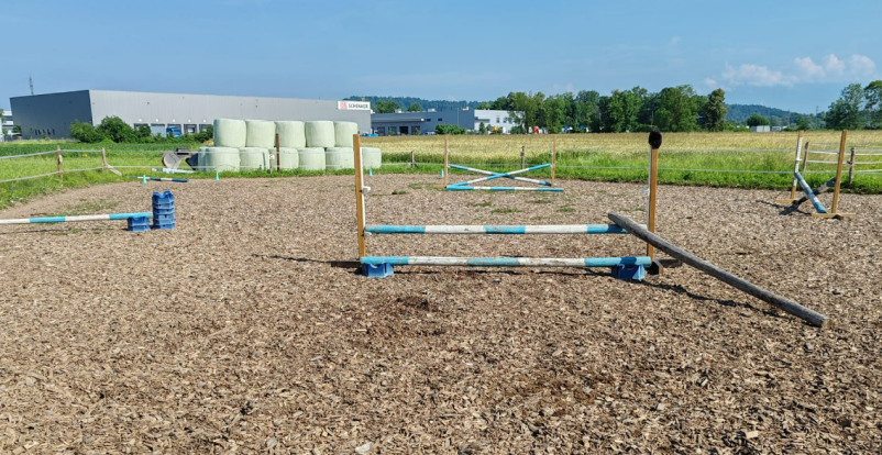 Fizioterapija konj Ljubljana, preventiva, regeneracija in dobro počutje