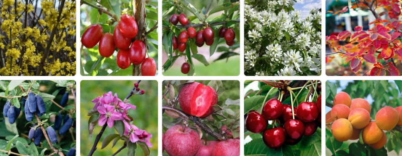 Sadno drevje in trajnice Osrednja Slovenija 