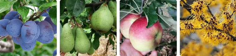 Prodaja dreves in trajnih cvetlic Osrednja Slovenija