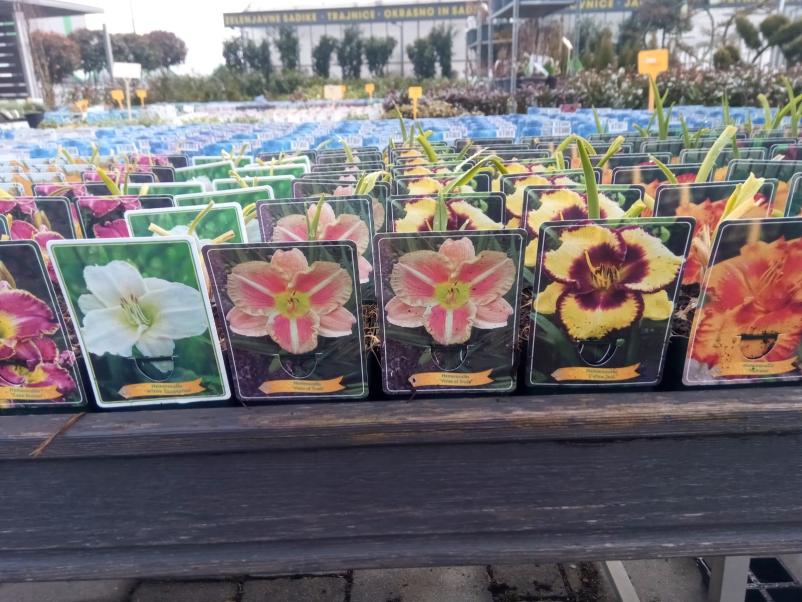 Kakovostno sadno drevje Slovenija