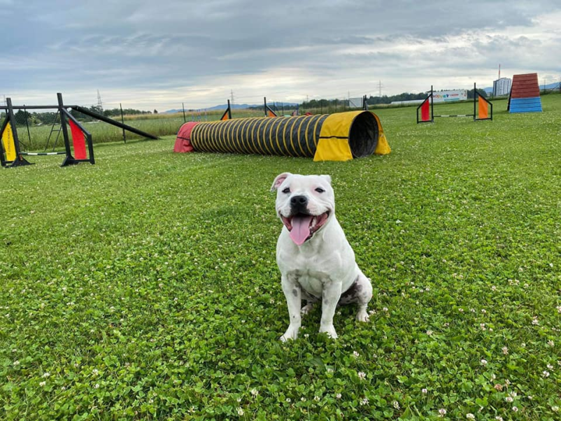 Najem pasjega poligona Ljubljana