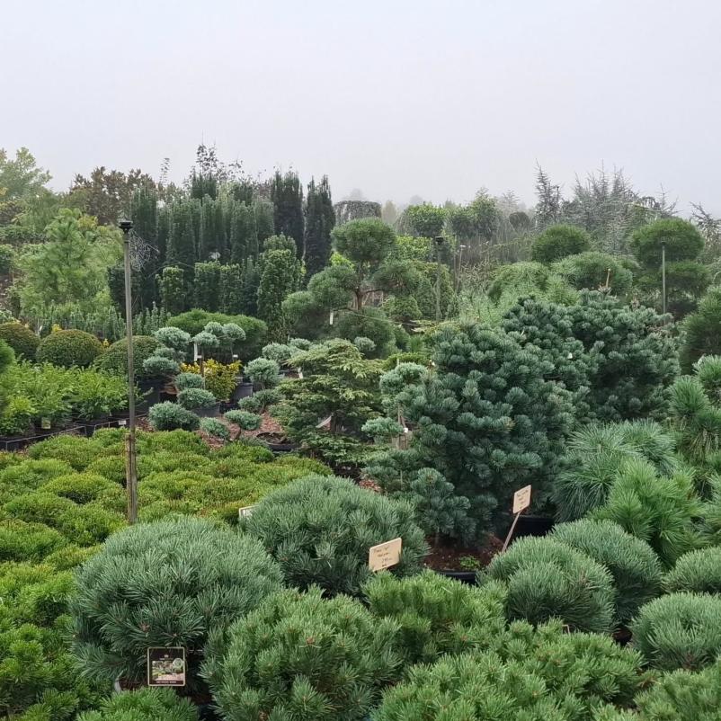 Žive meje, lovorikovec, tisa in thuja brabant