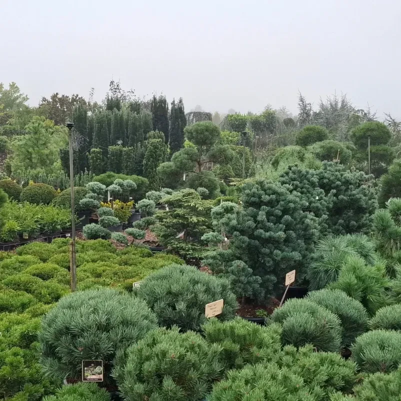 Žive meje, lovorikovec, tisa in thuja brabant