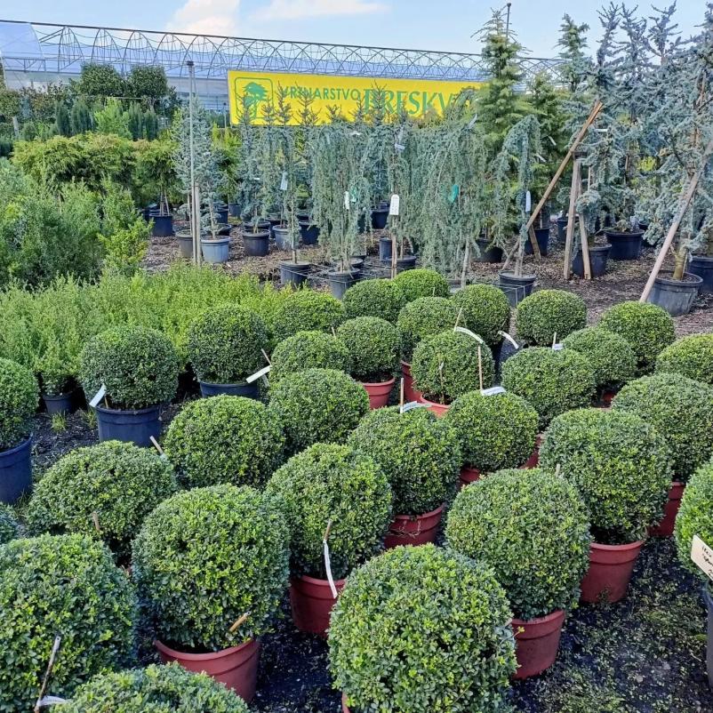 Žive meje, lovorikovec, tisa in thuja brabant