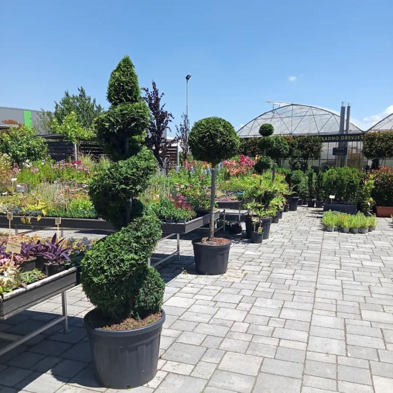 Lovorikovec in tisa – odlična izbira za živo mejo