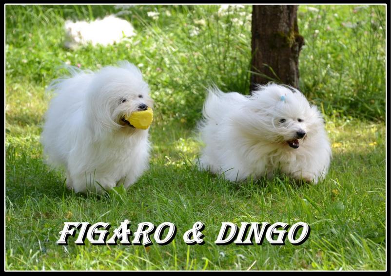 Coton de Tulear Slovenija