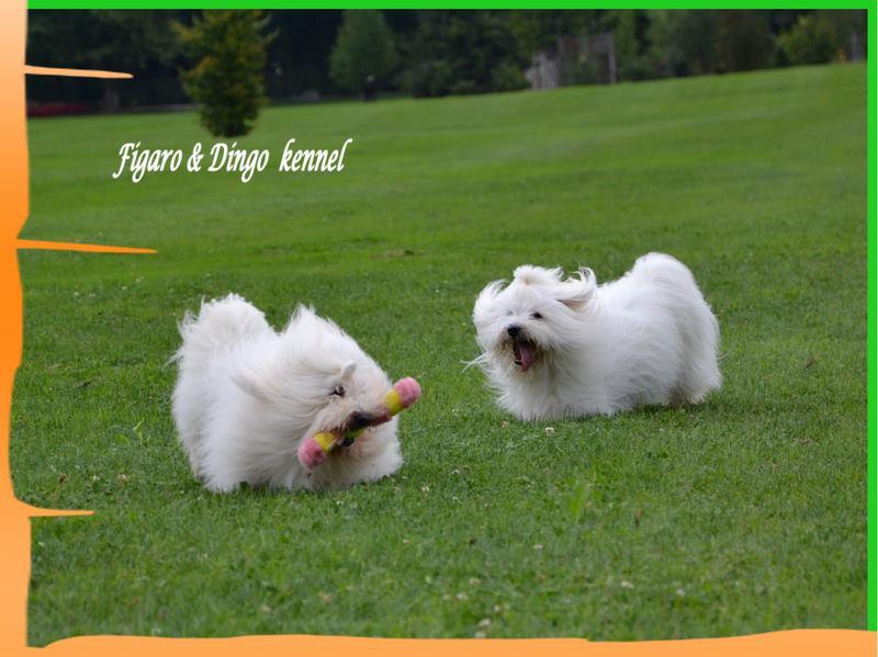 Mladički Coton de Tulear Slovenija