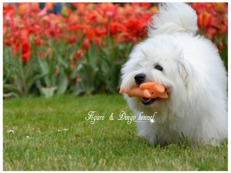 Pasma Coton de Tulear