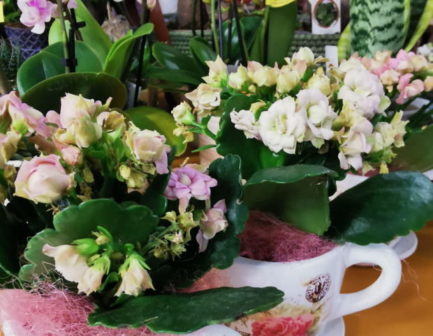 Žalno cvetje in ikebane, Vrtnarstvo Štravs Savinjska