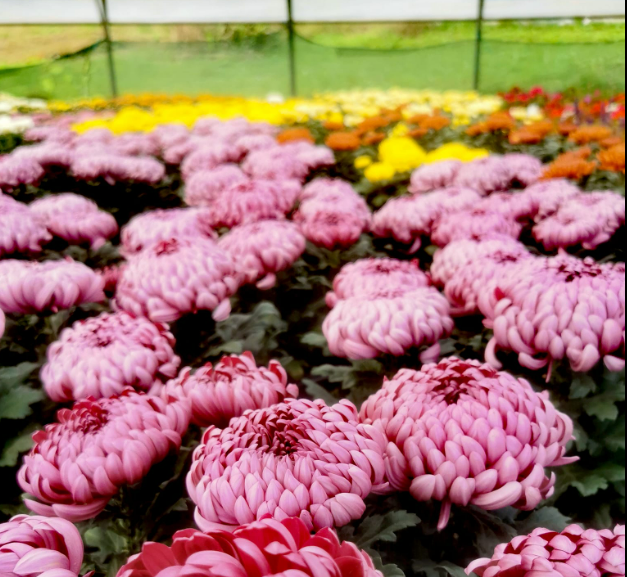 Sadike in cvetje za vrt, dobra vrtnarija Savinjska