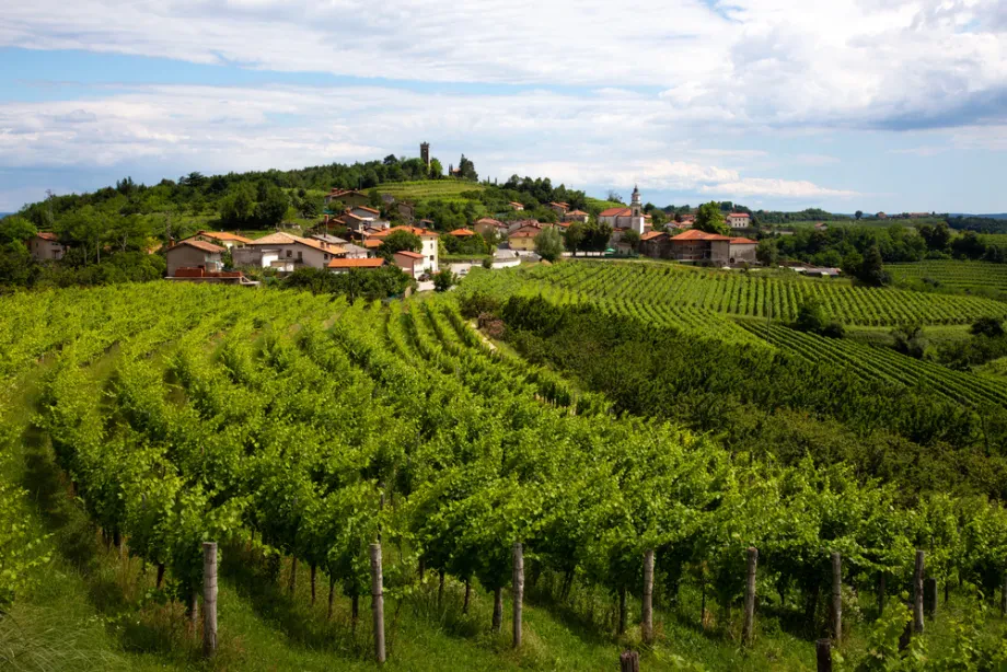 Svetovni okusi pod domačo streho, kakovostno vino za vsakogar, ki ceni pristnost