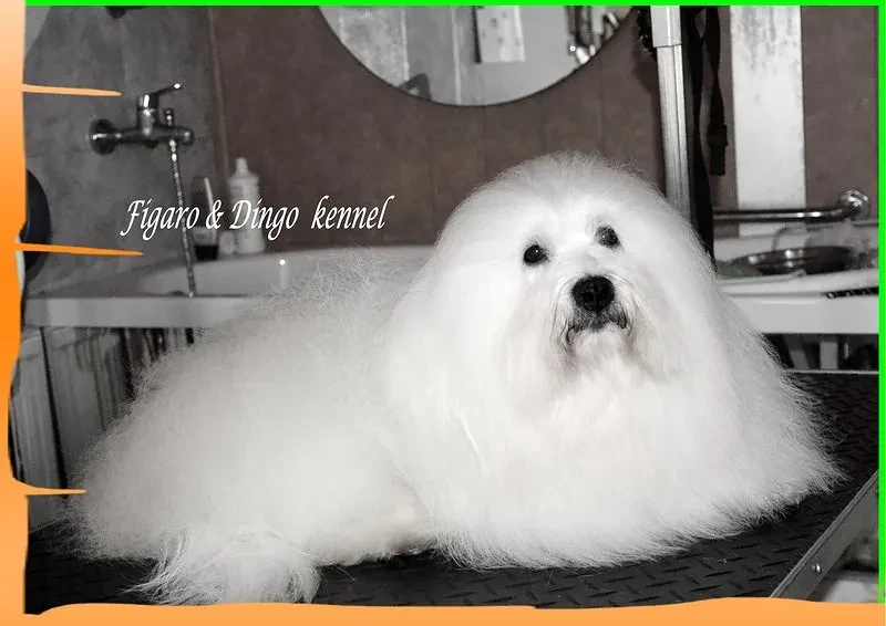 Rodovniški Coton de Tulear 