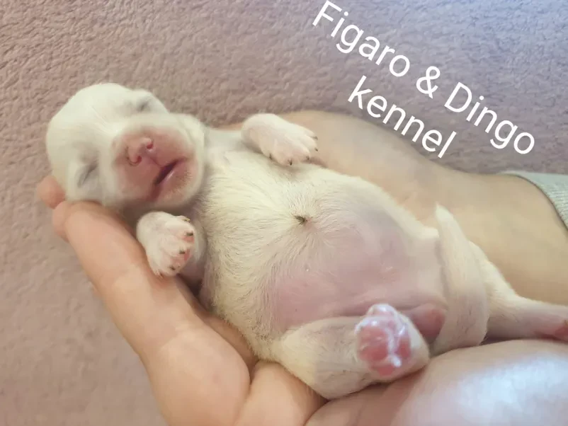 Rodovniški Coton de Tulear
