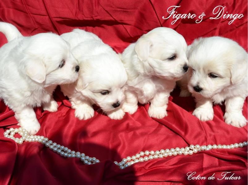 Posvojitev Coton de Tulear mladiča