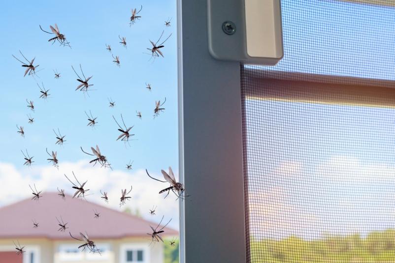 Zaščita pred insekti: montaža rolo komarnikov Ljubljana