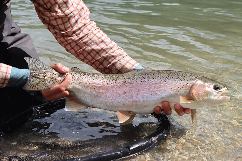 Organized fly fishing trips Slovenia