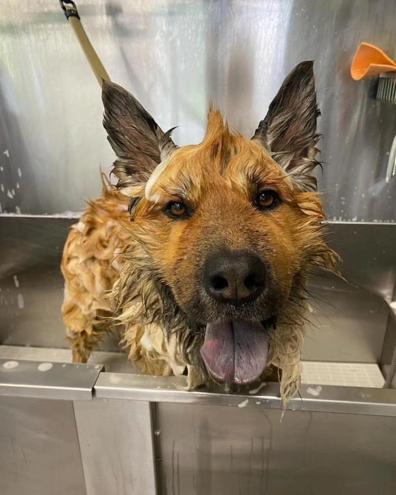 Pasji salon v Ljubljani