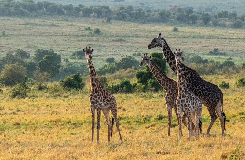 Nepozabna doživetja z našo potovalno agencijo v Kenijo, Namibijo, Madagaskar in Indijo