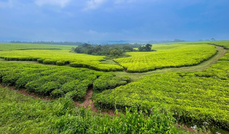 Avantura vaših sanj s potovalno agencijo v Kenijo, Namibijo, Madagaskar in Indijo