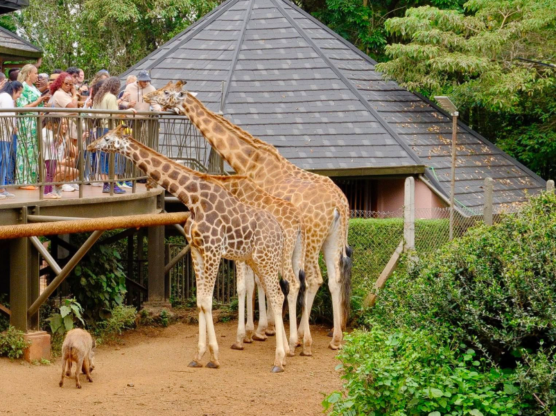Zakaj izbrati potovanja v Kenijo, Namibijo, Madagaskar in Indijo