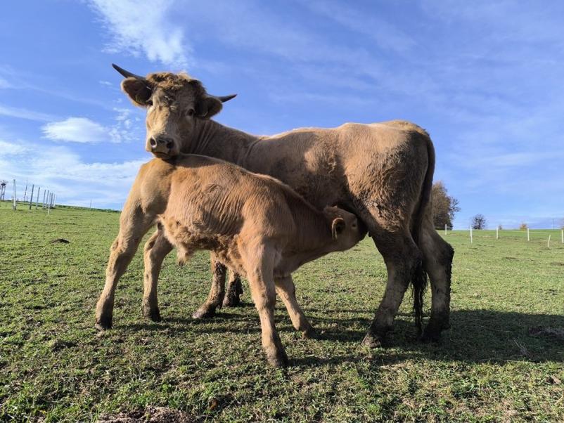 Sveže goveje meso Goričko, Pomurje
